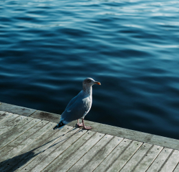 Environment | Impact & Responsibility | Royal Docks Waterways