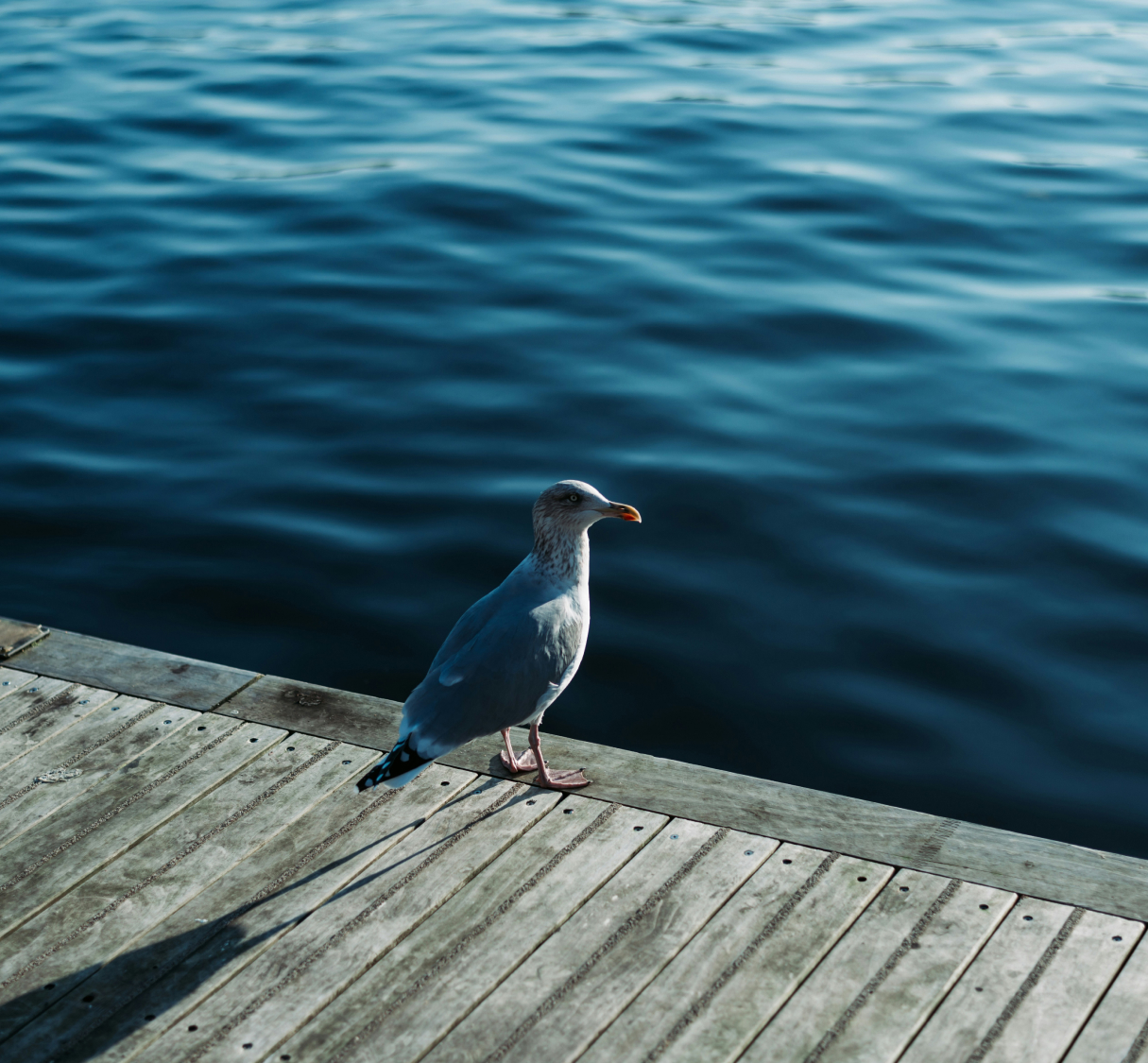 Impact & Responsibility | Environment | Royal Docks Waterways