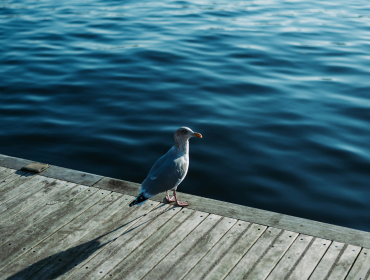 Environmental | Wildlife Habitat London | Bird Habitats | Aquatic Life | Impact & Responsibility | Royal Docks Waterways