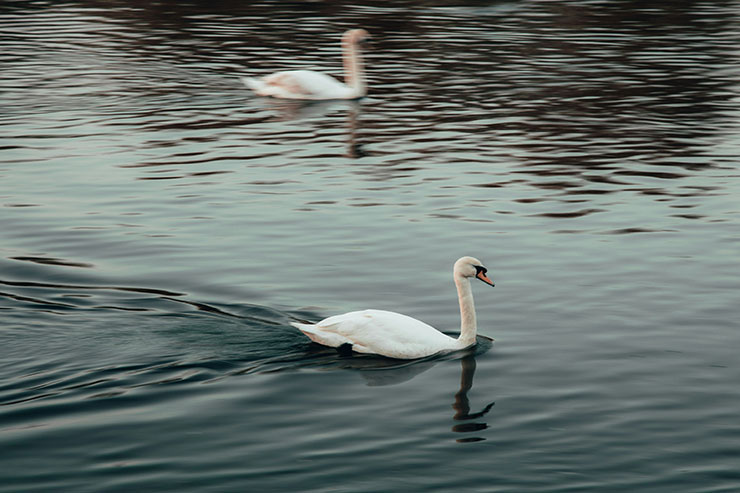 White swan on River Thames